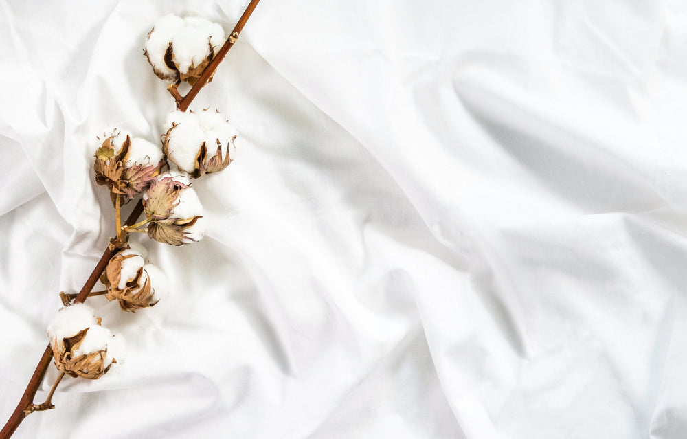 
      A sprig of cotton laying on top of a white sheet.
    