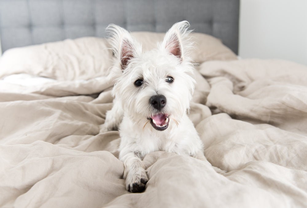 
      A small white dog sitting on top of a rumpled bed.
    