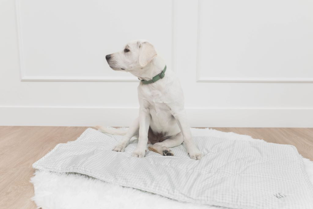 White dog sitting on white and green mini blanket on white rug