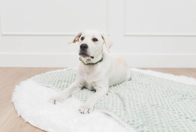 White dog lying on green mini blanket on white rug