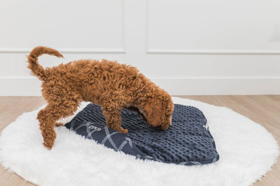 A brown golden doodle dog sniffing a navy blue mini blanket on white rug.