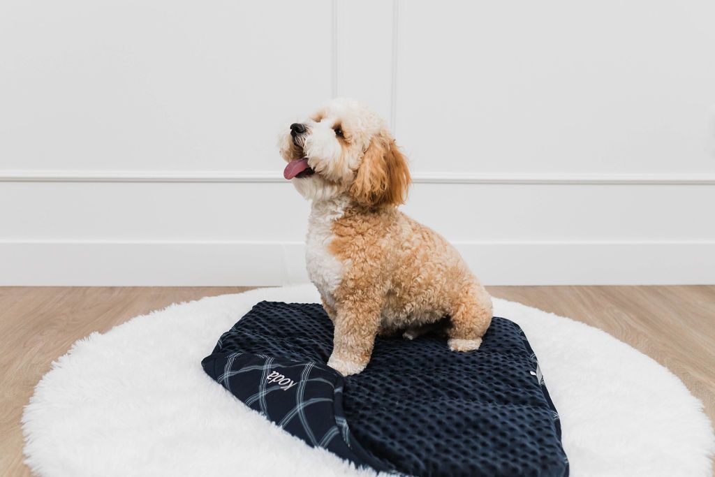 A white and brown dog sitting on a navy blue mini blanket on a white rug.