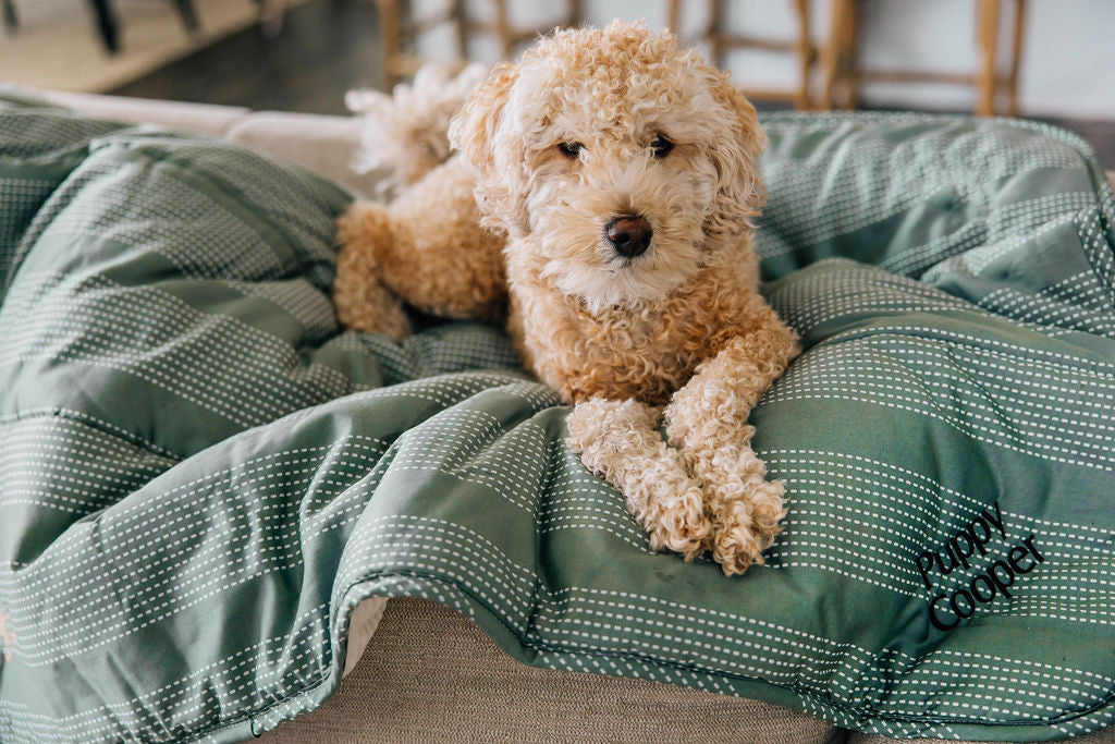 dog cuddling on couch on a green dotted stripe dog's blanket