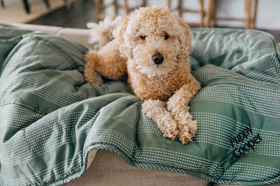 dog cuddling on couch on a green dotted stripe dog's blanket