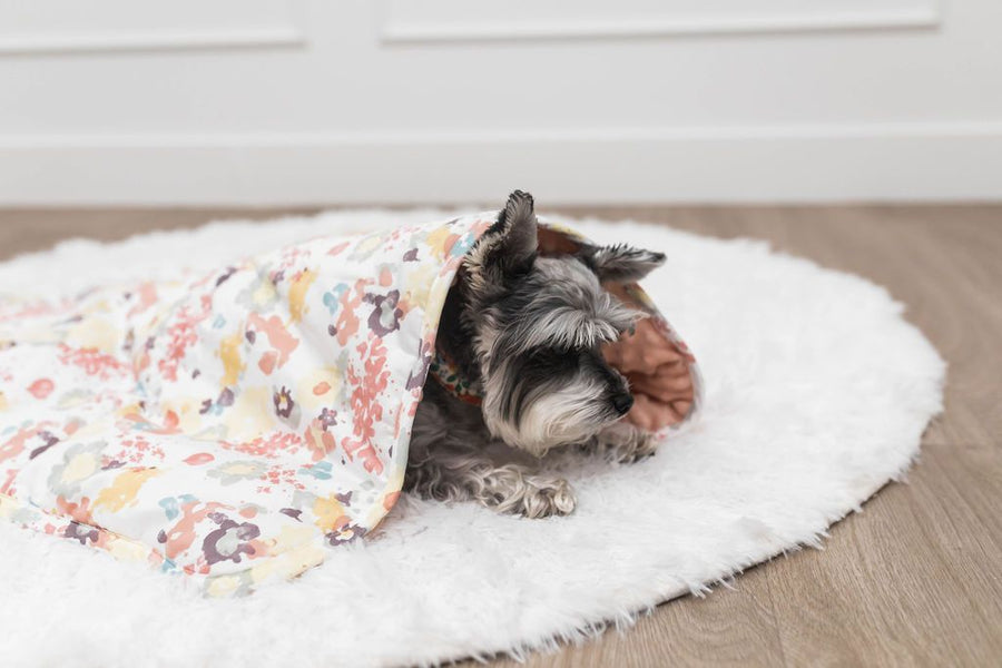 Dog laying under floral mini blanket on white rug