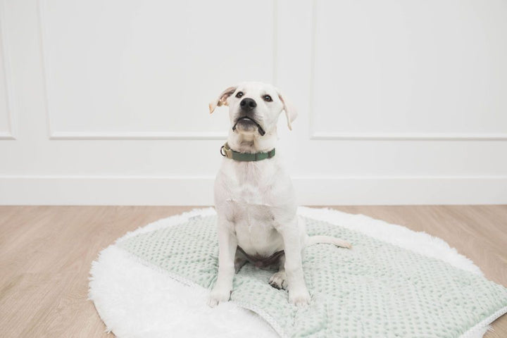 White dog sitting on green mini blanket on white rug