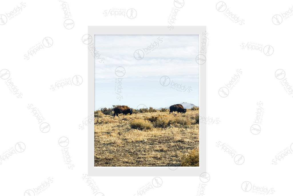 A field with two buffalos digital artwork showcased in a frame.  