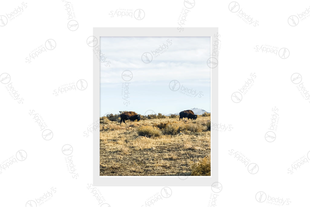 Desert Buffalo Artwork Download
