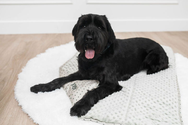 Black dog sitting on green mini blanket on white rug