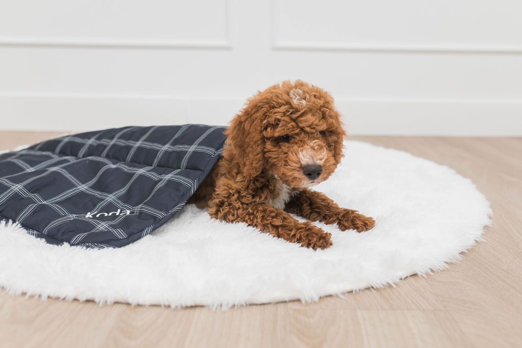 A brown golden doodle dog underneath a navy blue plaid mini blanket on white rug.