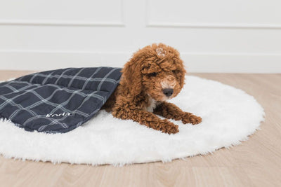 A brown golden doodle dog underneath a navy blue plaid mini blanket on white rug.
