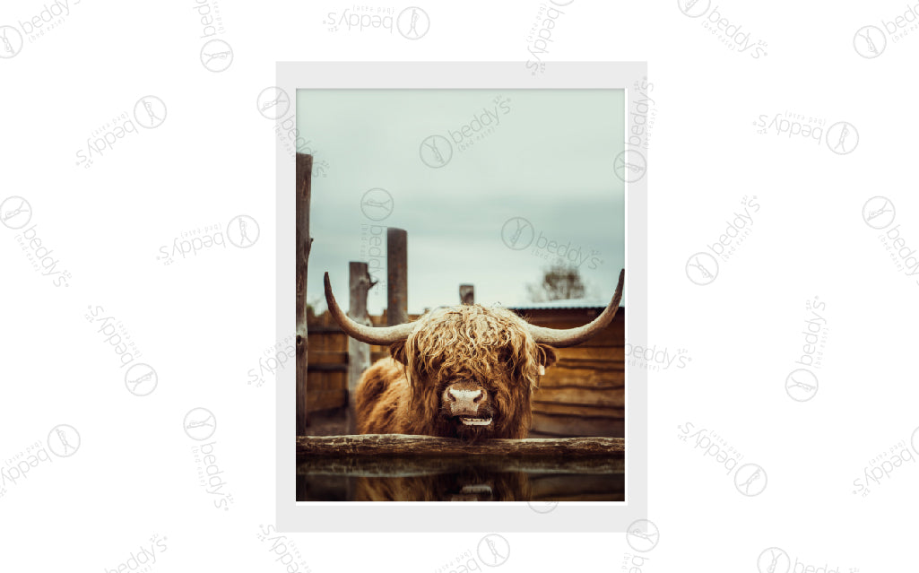 A highland brown cow in a wood outdoor stable digital artwork showcased in a frame.