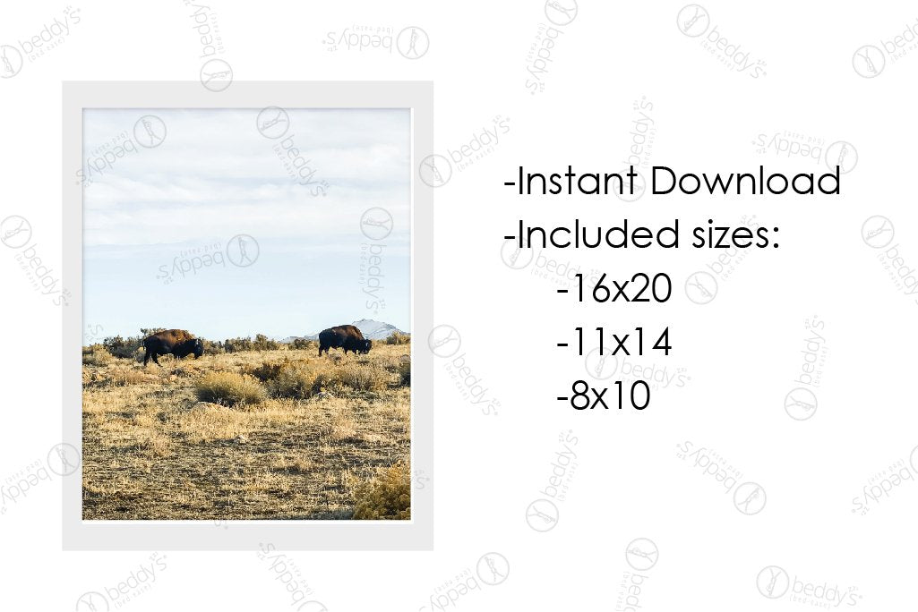 bison in field artwork download in 16x20, 11x14, 8x10