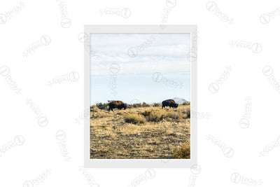 bison in field artwork